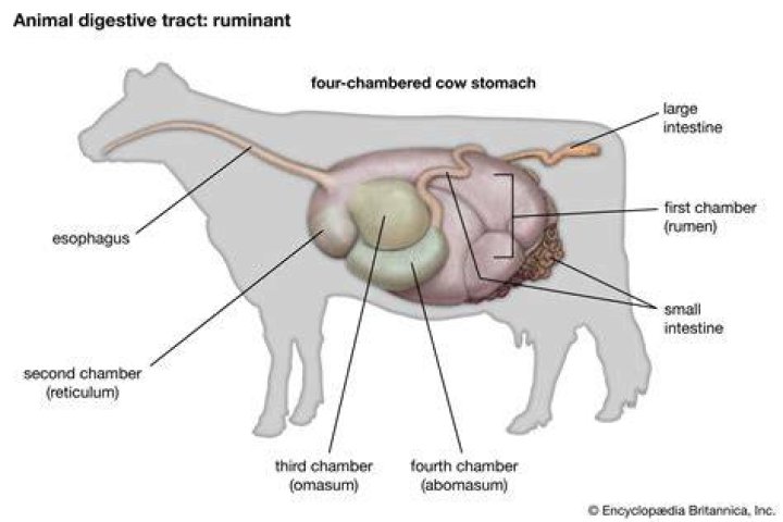 What is the true stomach of a ruminant?