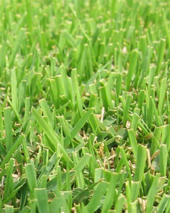 What is Zenith Zoysia grass?
