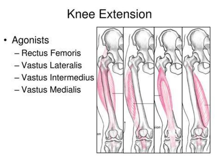 What muscles cause extension at the knee?