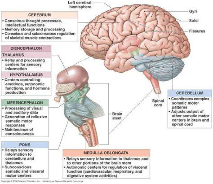 What part of the brain is the Diencephalon in?
