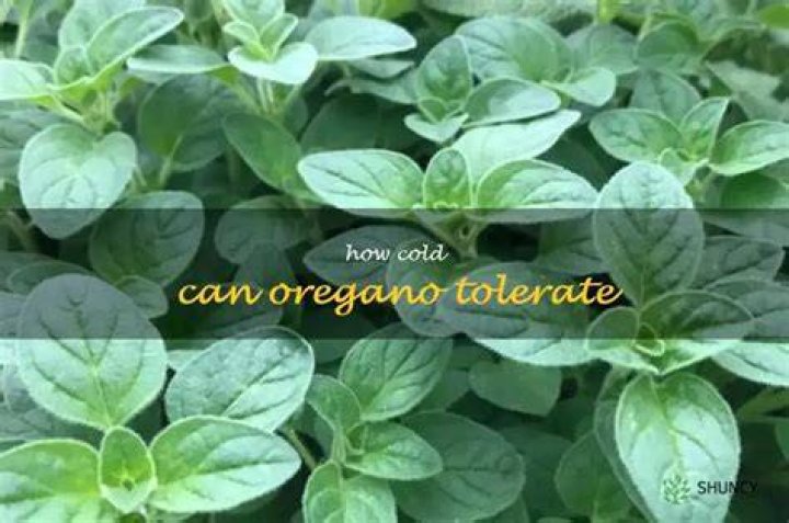 What temperature can oregano tolerate?