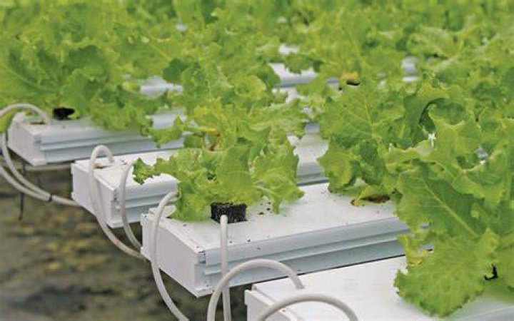 What type of lights are used for hydroponics?
