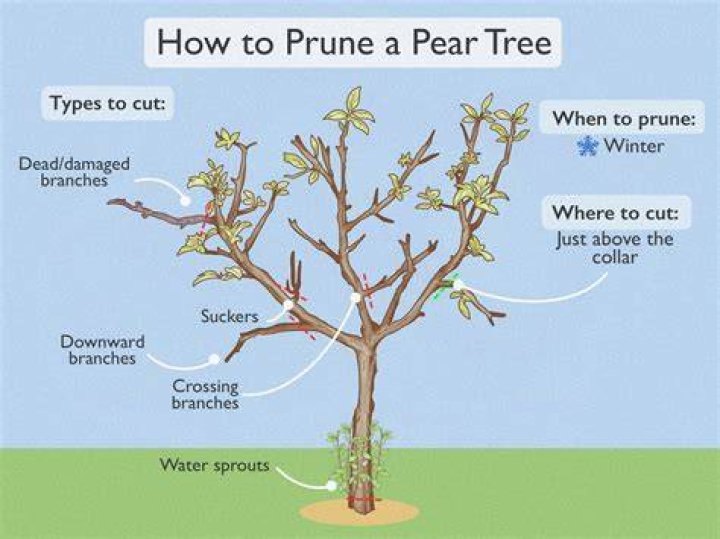 When should I prune a pear tree?