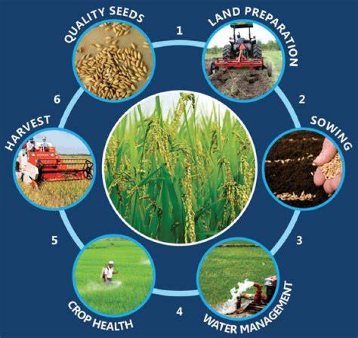 Where and how is rice produced?