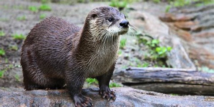 Where can I see wild otters in Scotland?