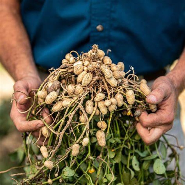 Where do PayDay peanuts come from?
