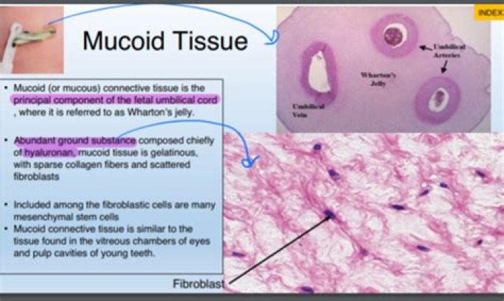Where is mucous connective tissue found?