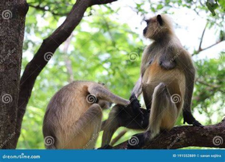 Which system is the mating of animals of different breeds?