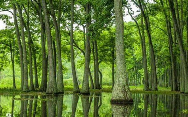 Which trees consume the most water?