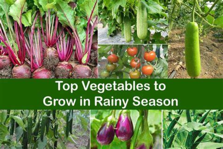Which vegetables come in rainy season?