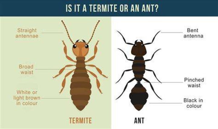 Why are there termites in my pool?