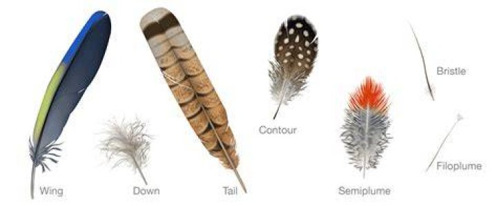 Why do birds have different types of feathers?
