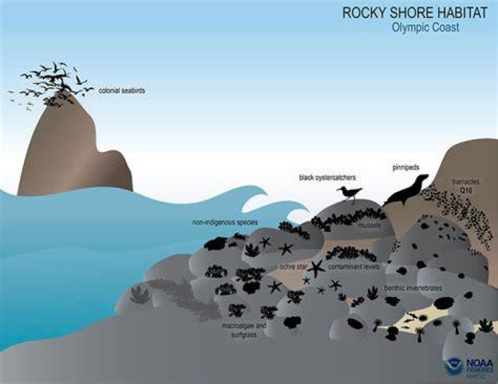 Why is the rocky shore important?